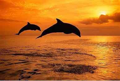 除了Xbox版之外，爆料称《女神异闻录6》还将登陆NS2