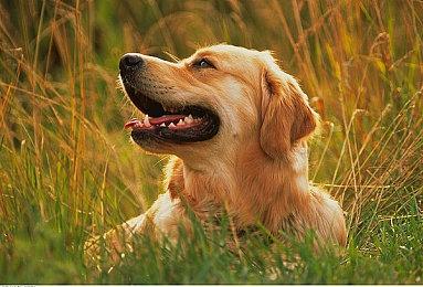 类肉鸽卡牌游戏《地狱卡牌》 现已在Steam平台正式推出